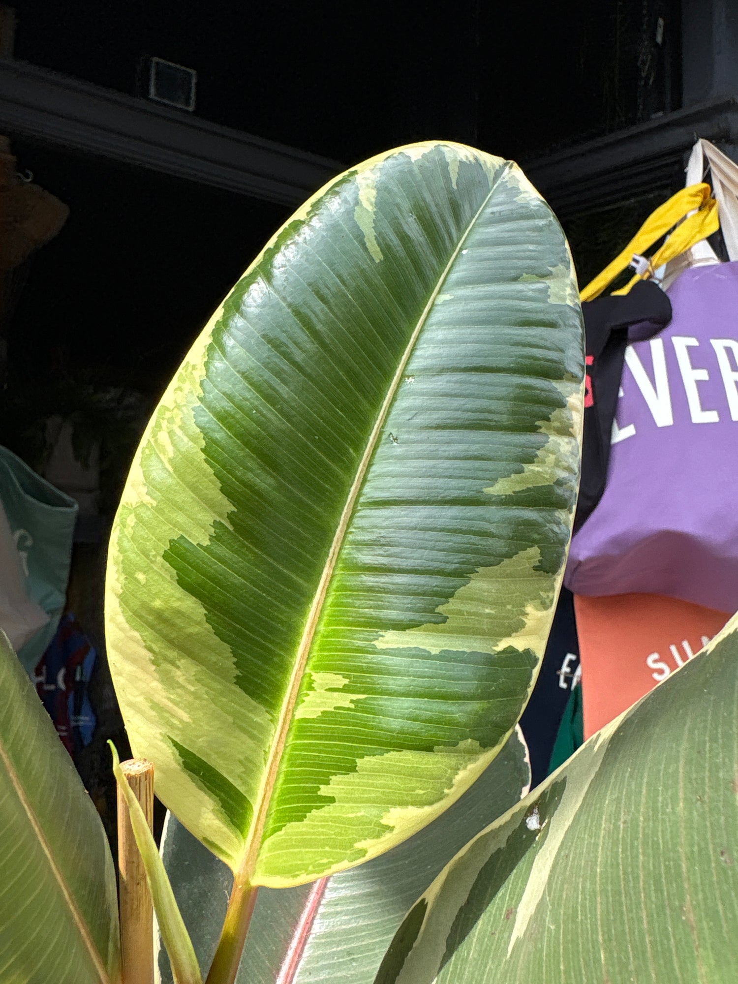 A Ficus Tineke plant in front of Urban Tropicana’s plant shop in Chiswick, London