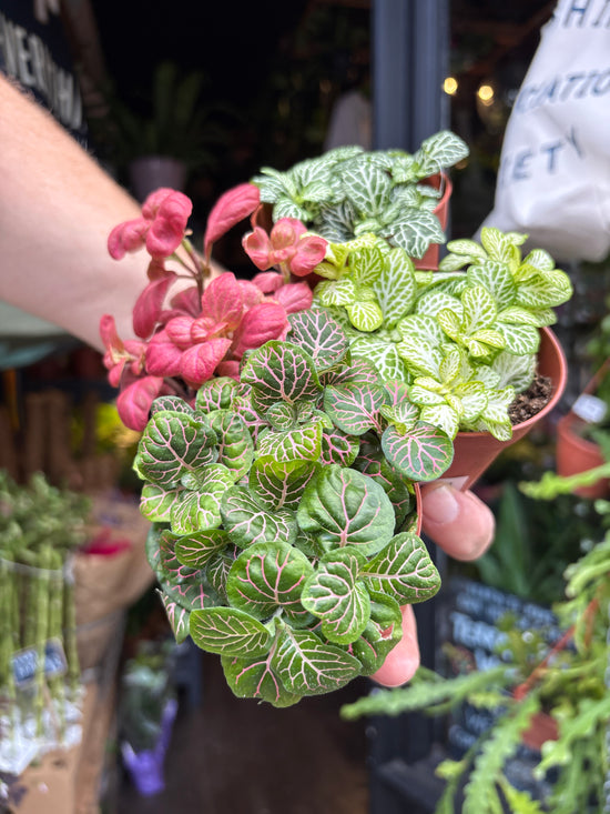 Fittonia nerve plant in 8.5cm pot outside Urban Tropicana plant shop in Chiswick, London