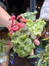 Fittonia nerve plant in 8.5cm pot outside Urban Tropicana plant shop in Chiswick, London