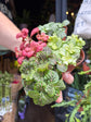 Fittonia nerve plant in 8.5cm pot outside Urban Tropicana plant shop in Chiswick, London