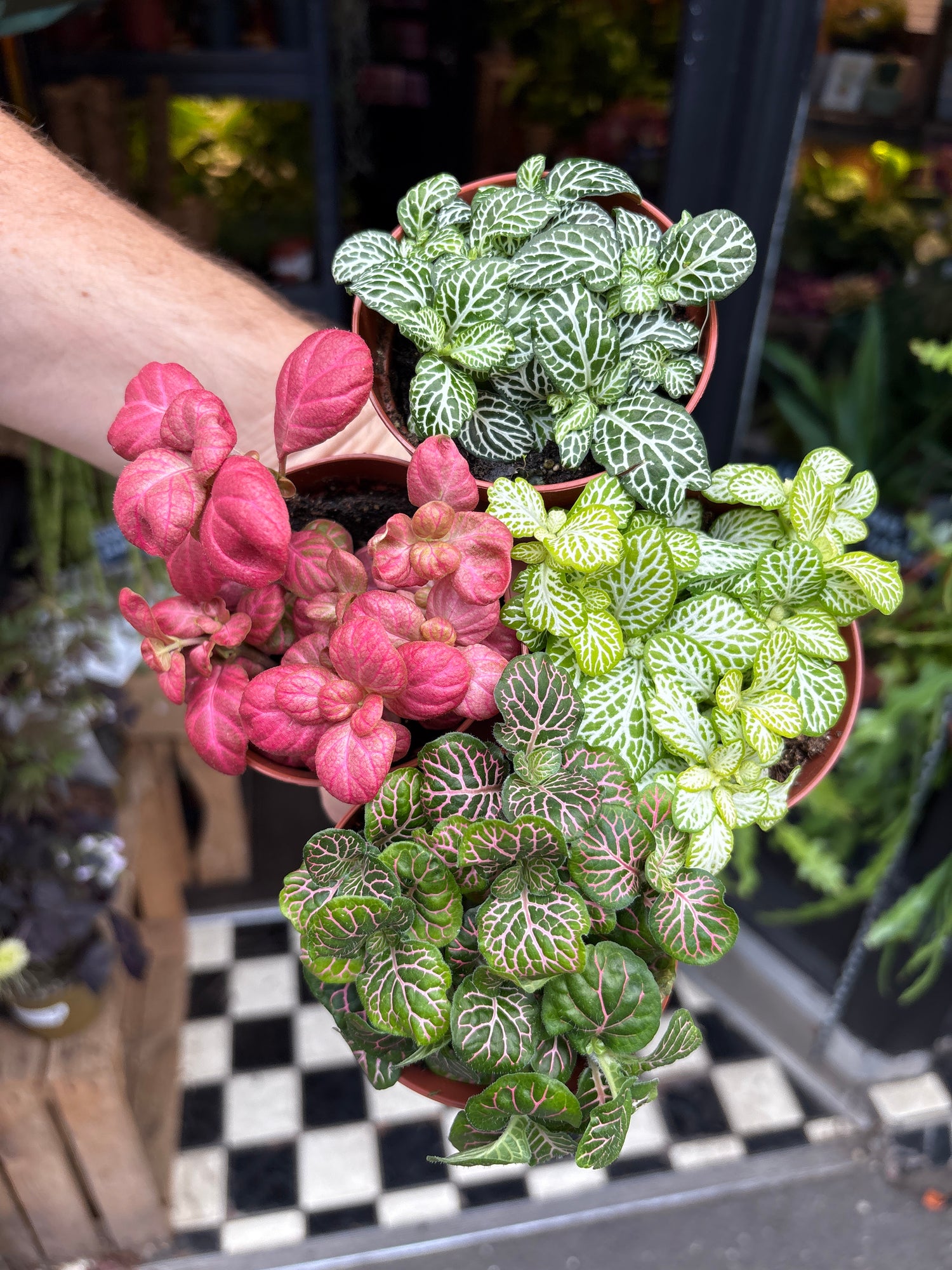Fittonia nerve plant in 8.5cm pot outside Urban Tropicana plant shop in Chiswick, London