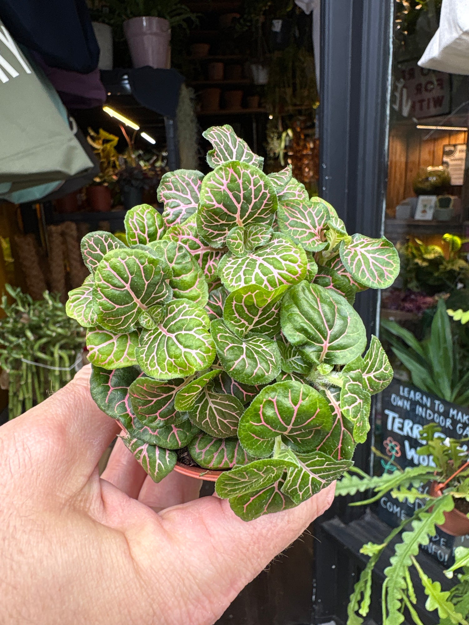 Fittonia nerve plant in 8.5cm pot outside Urban Tropicana plant shop in Chiswick, London