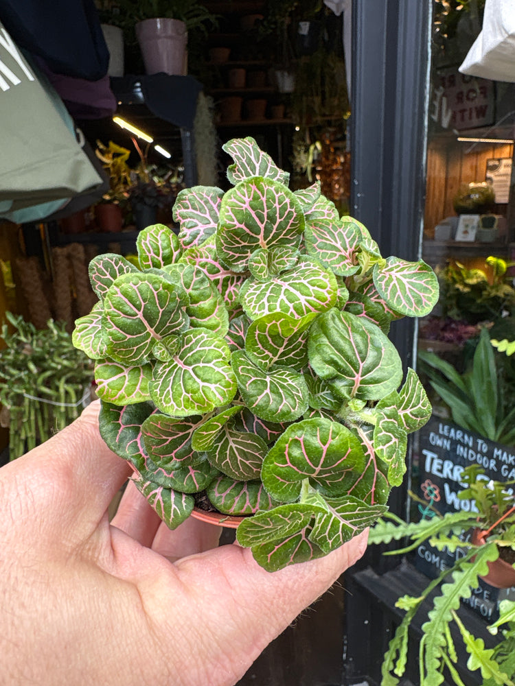 Fittonia nerve plant in 8.5cm pot outside Urban Tropicana plant shop in Chiswick, London