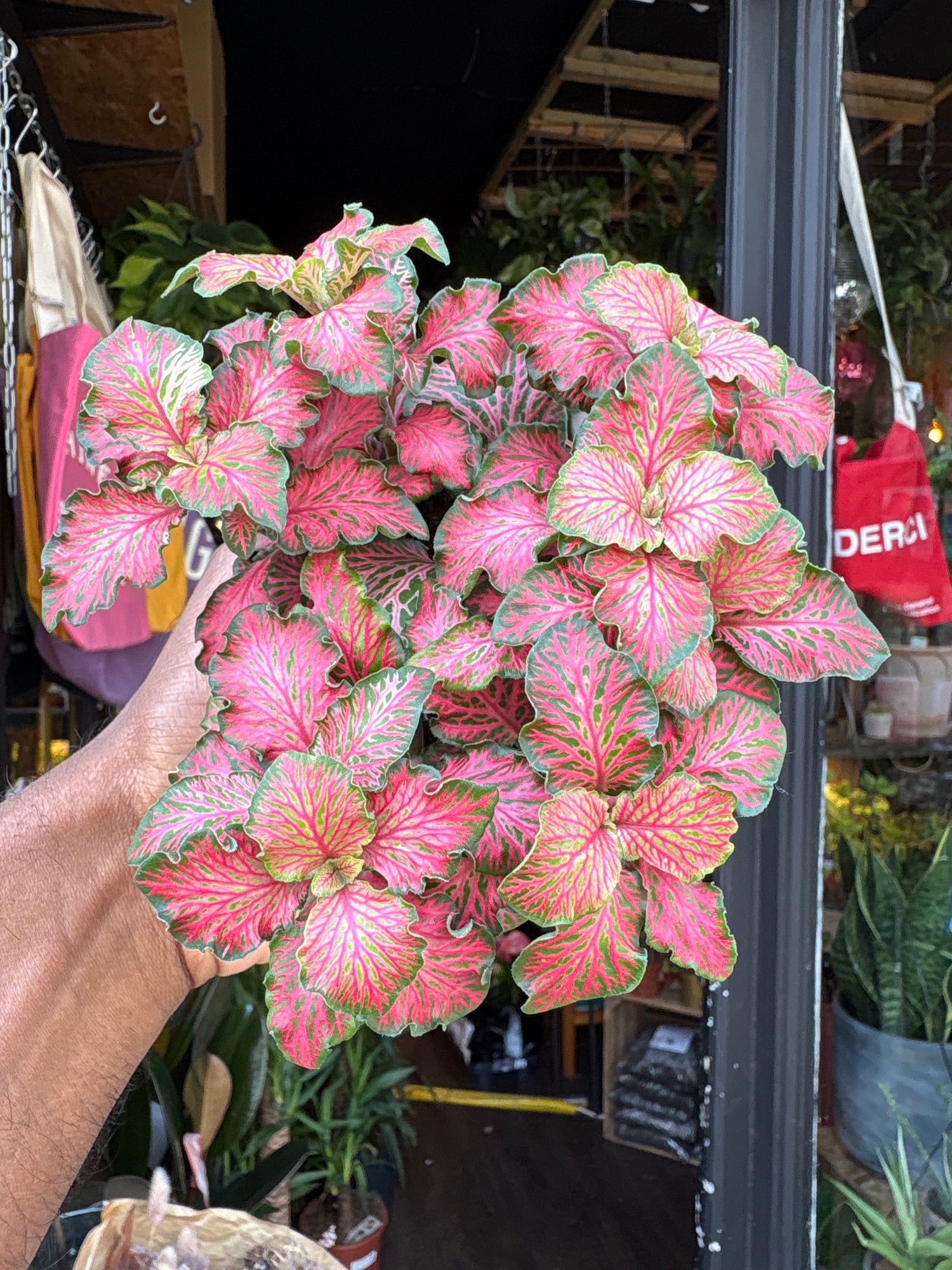 Fittonia Red Tiger plant outside Urban Tropicana, a houseplant store in Chiswick London