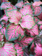 Fittonia Red Tiger plant outside Urban Tropicana, a houseplant store in Chiswick London
