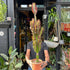 A Euphorbia Trigona Rubra plant also known as a milk tree in front of Urban Tropicana&