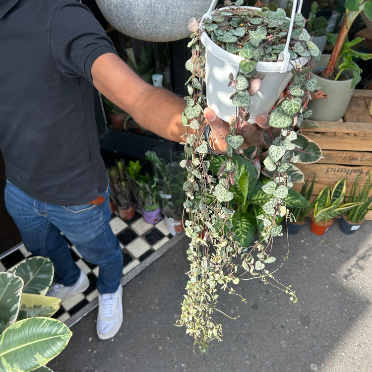 A Ceropegia Woodi plant also known as a string of hearts in front of Urban Tropicana&