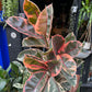 A Ficus Belize plant also known as a Pink Rubber Plant in front of Urban Tropicana&