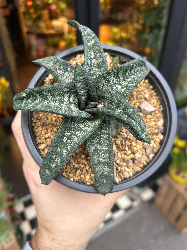 A Gasteria Batesiana plant in front of Urban Tropicana’s Plant Shop in Chiswick London