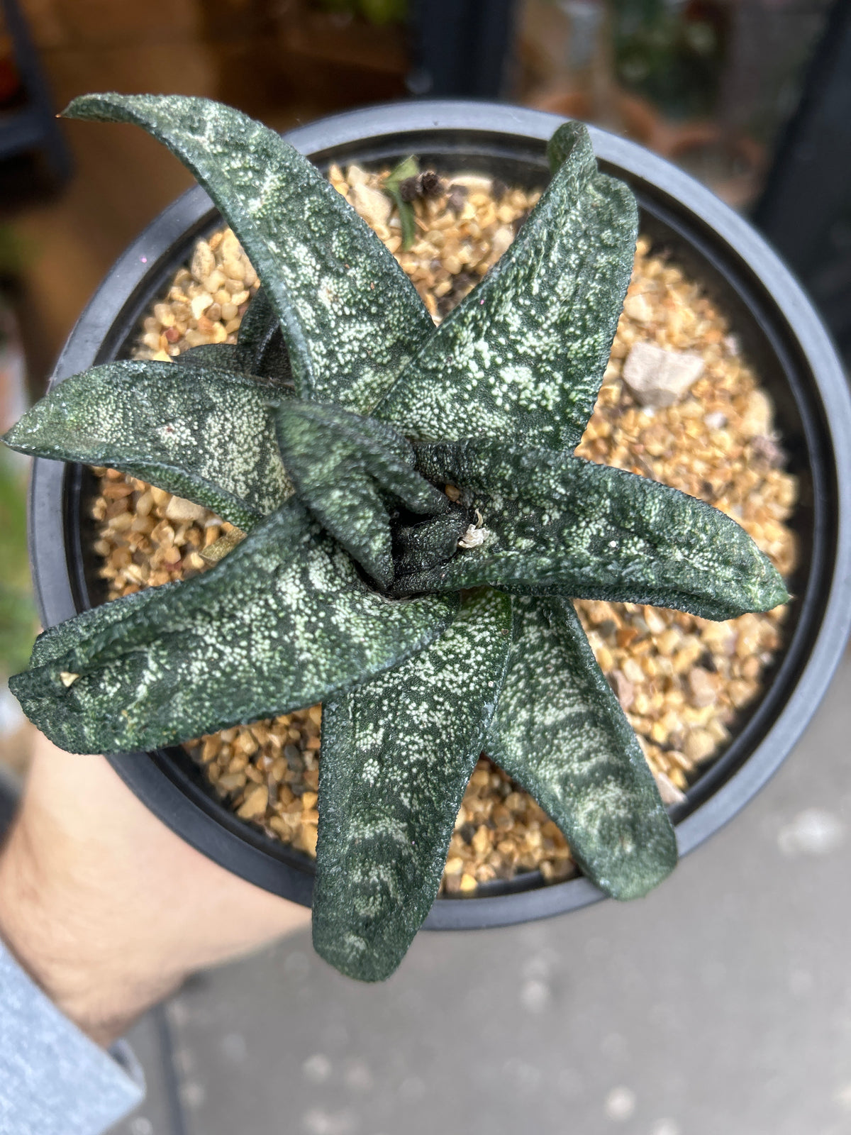 A Gasteria Batesiana plant in front of Urban Tropicana’s Plant Shop in Chiswick London
