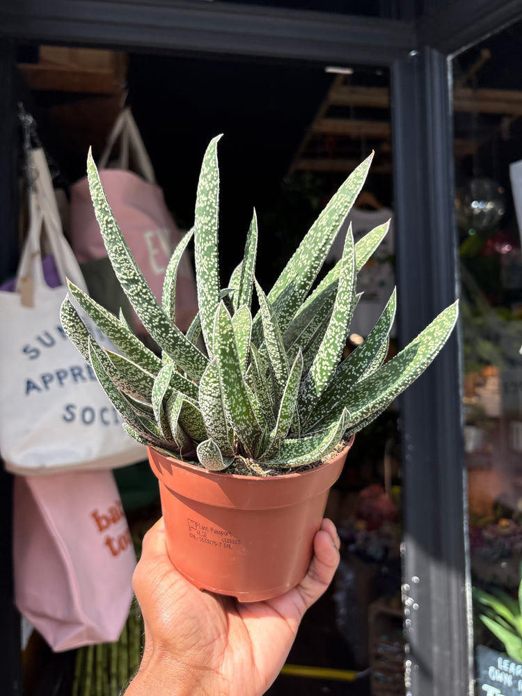 Gasteria ‘Big Ben’ succulent outside Urban Tropicana plant shop in Chiswick, London