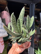 Gasteria ‘Big Ben’ succulent outside Urban Tropicana plant shop in Chiswick, London