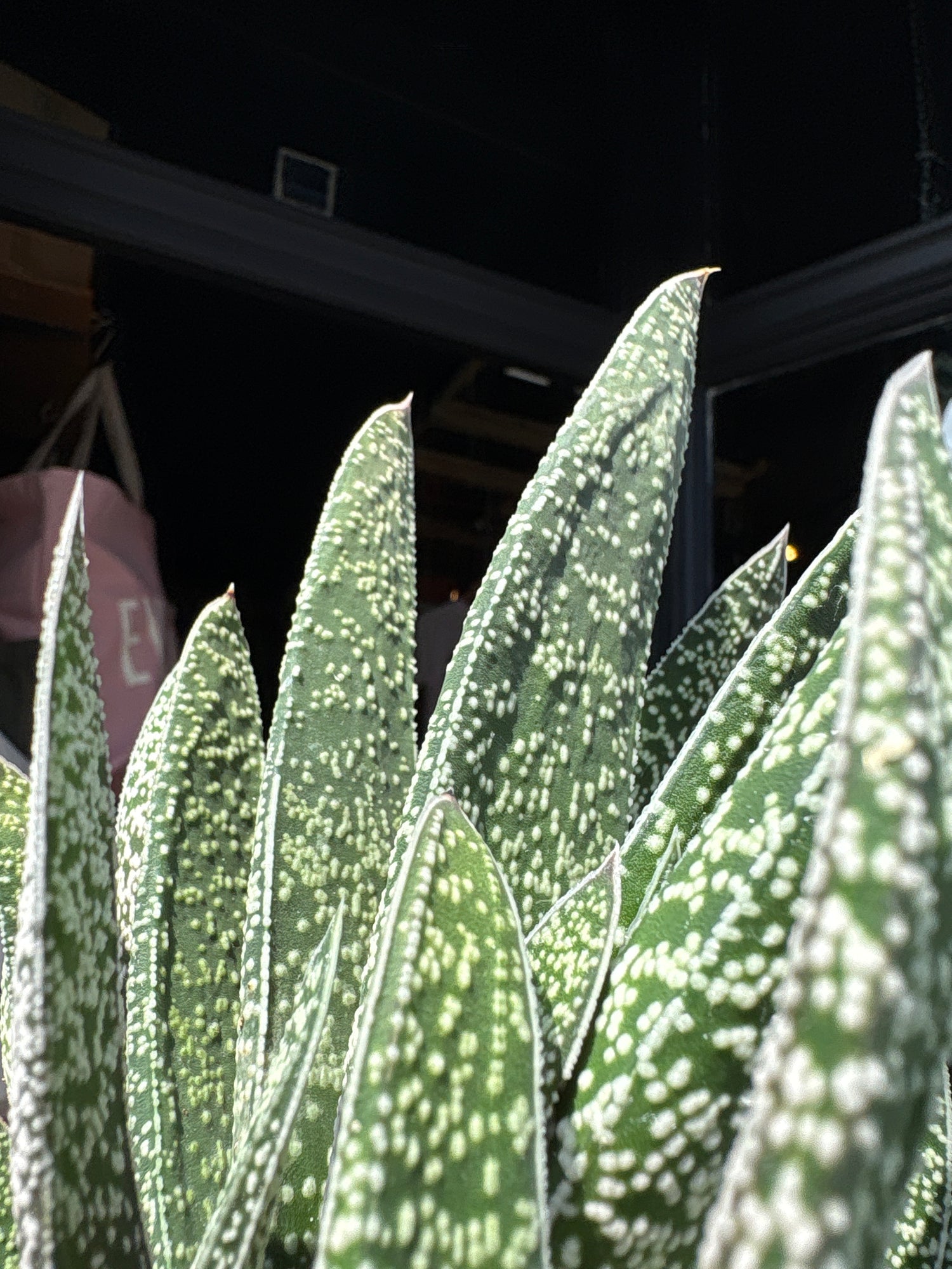 Gasteria ‘Big Ben’ succulent outside Urban Tropicana plant shop in Chiswick, London