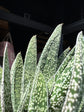 Gasteria ‘Big Ben’ succulent outside Urban Tropicana plant shop in Chiswick, London
