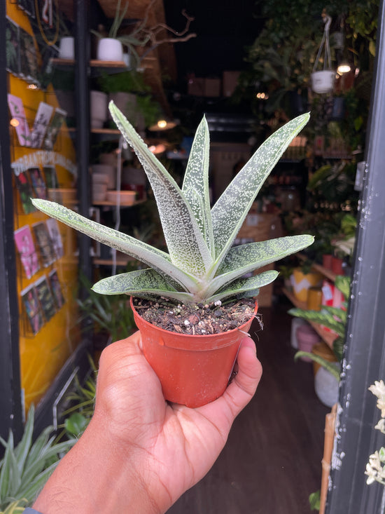 A Gasteria Little Warty plant in front of Urban Tropicana&