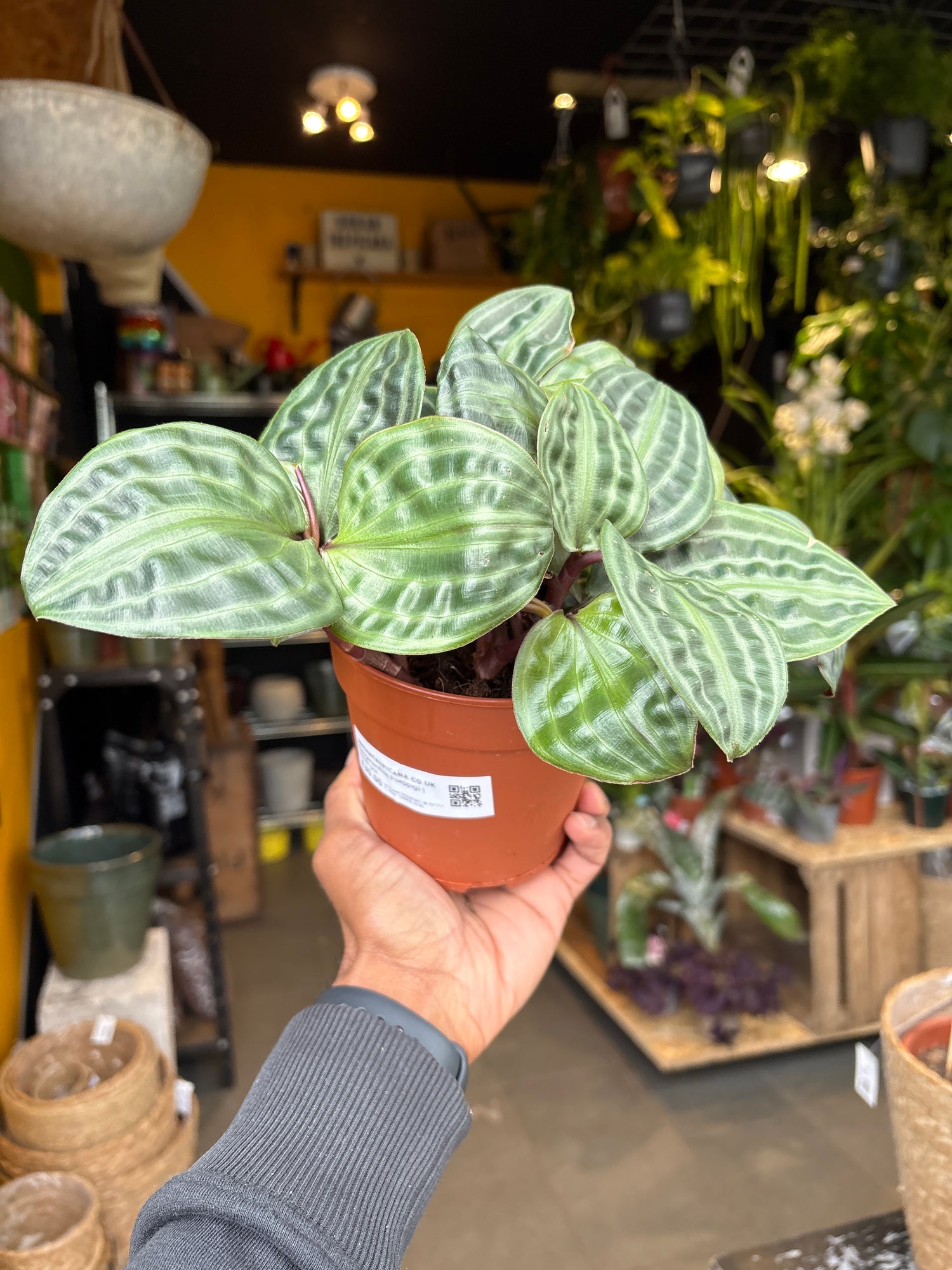A Geogenanthus Poeppigii plant in front of Urban Tropicana’s Plant Shop in Chiswick London