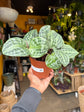 A Geogenanthus Poeppigii plant in front of Urban Tropicana’s Plant Shop in Chiswick London