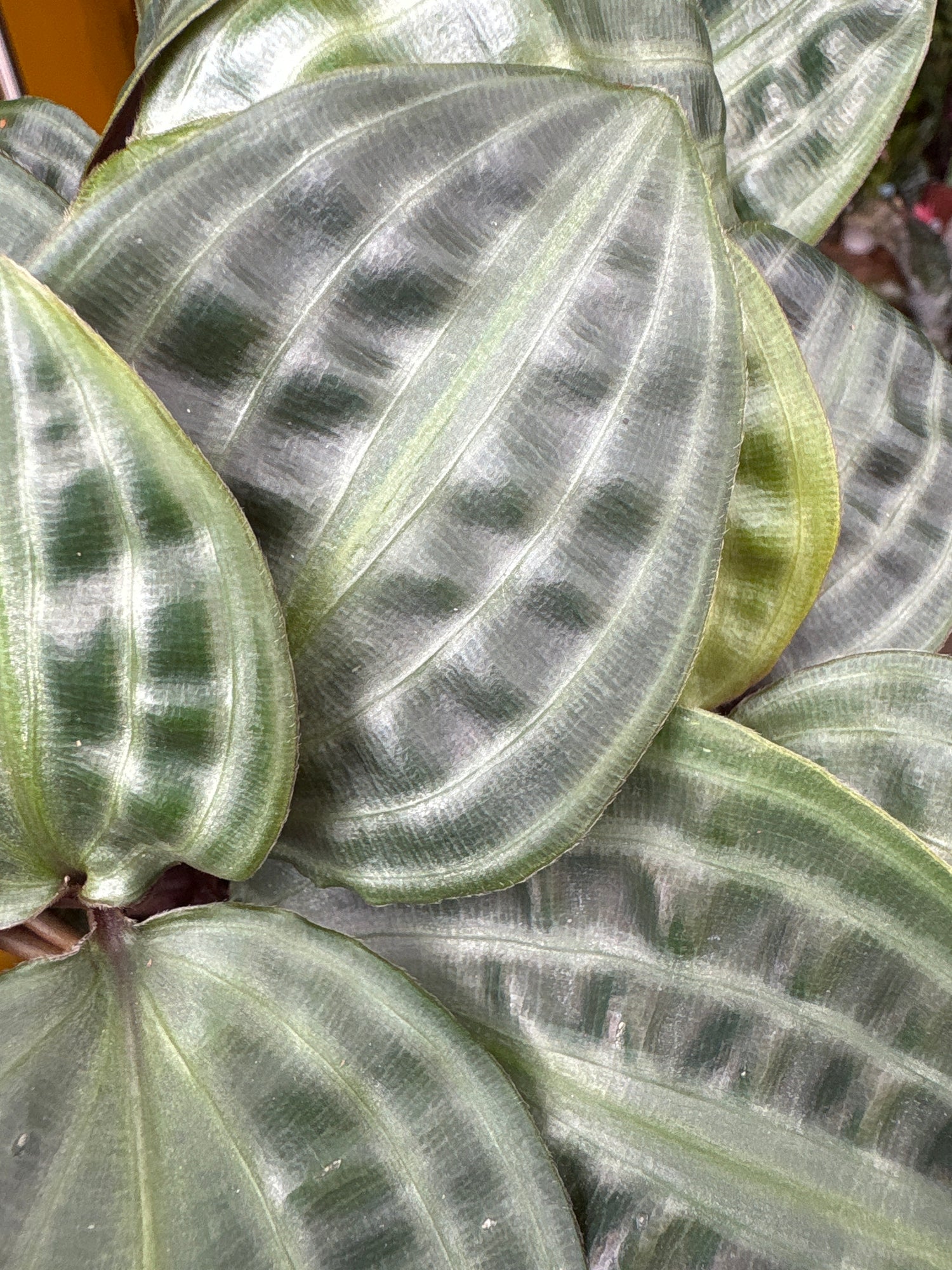 A Geogenanthus Poeppigii plant in front of Urban Tropicana’s Plant Shop in Chiswick London