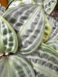 A Geogenanthus Poeppigii plant in front of Urban Tropicana’s Plant Shop in Chiswick London