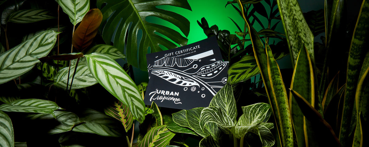 Urban Tropicana Gift Cards resting in the leafs of Tropical House Plants - Shop Gifts For Plant Lovers