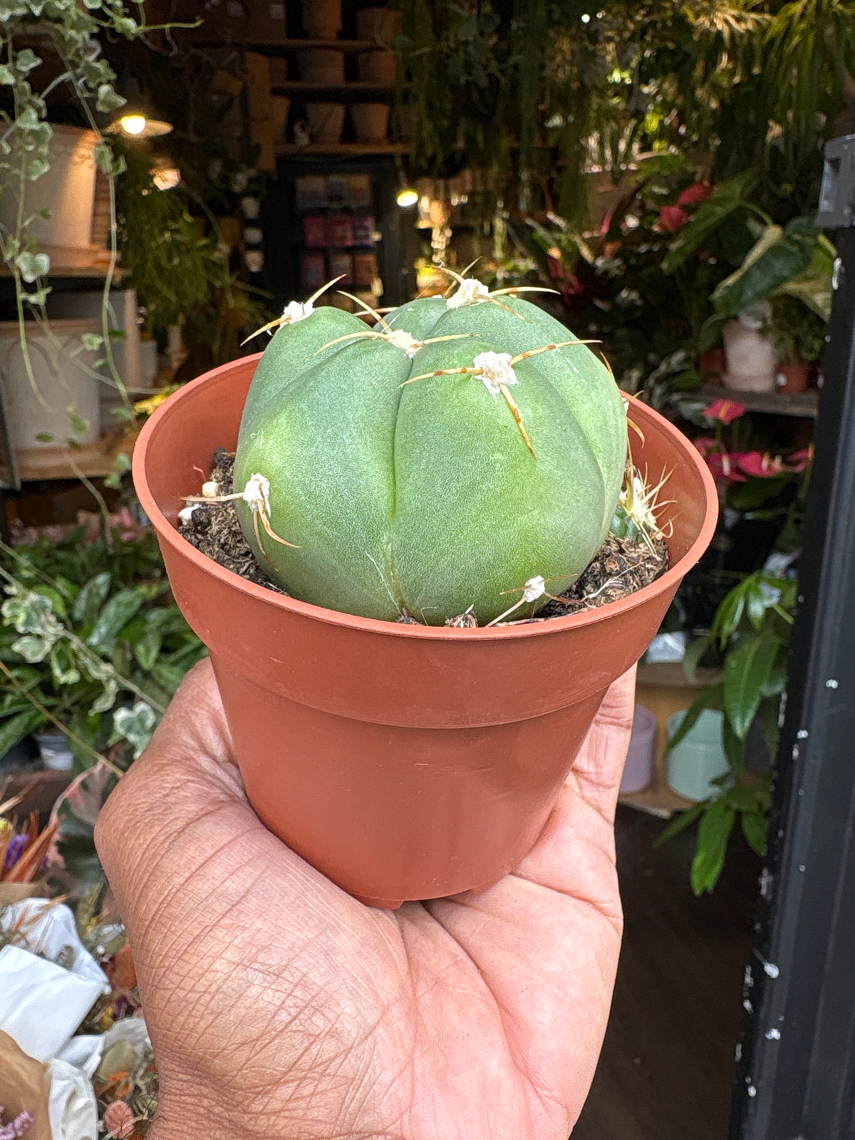 Gymnocalycium horstii cactus in 8.5cm pot outside Urban Tropicana plant shop in Chiswick, London