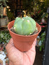 Gymnocalycium horstii cactus in 8.5cm pot outside Urban Tropicana plant shop in Chiswick, London