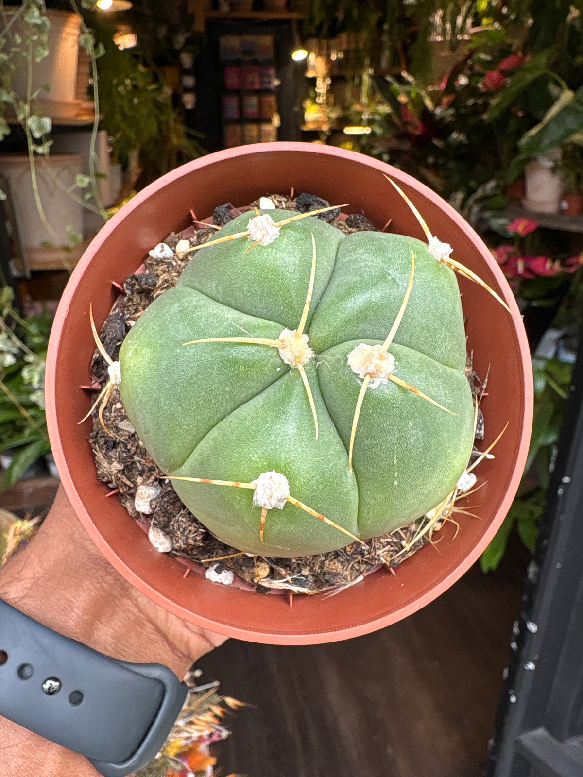 Gymnocalycium horstii cactus in 8.5cm pot outside Urban Tropicana plant shop in Chiswick, London