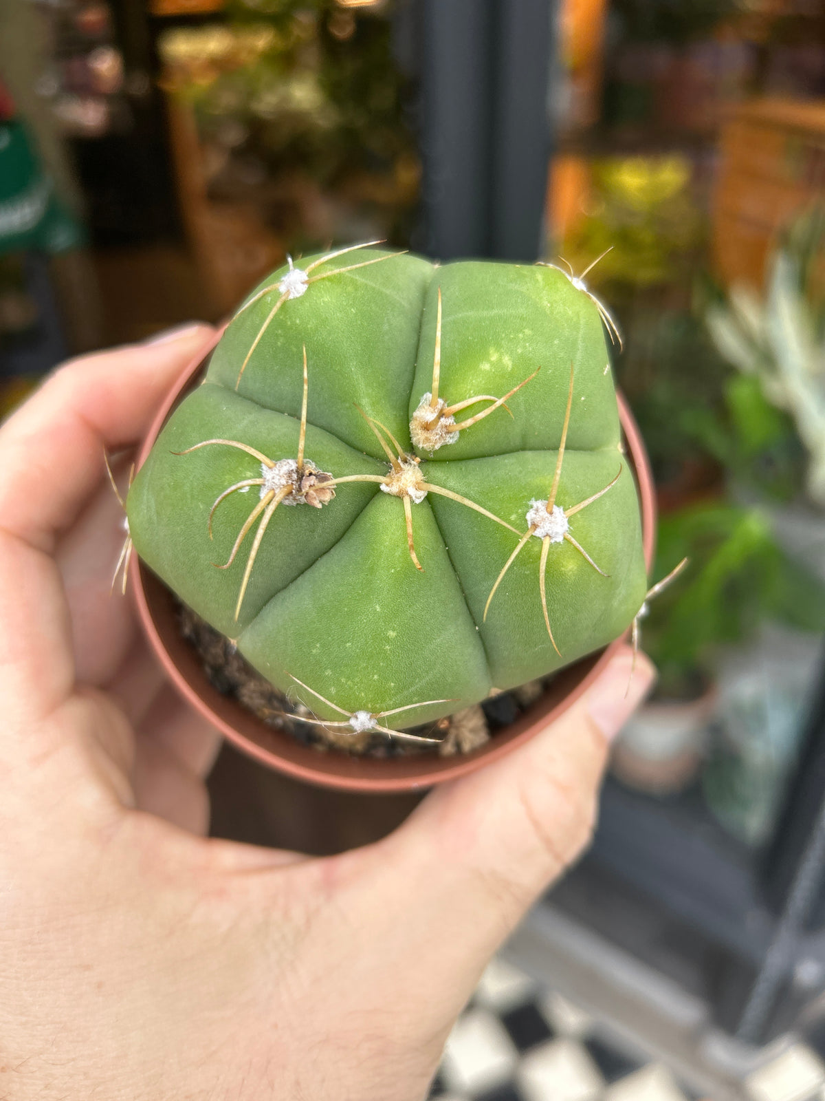Gymnocalycium horstii cactus in 8.5cm pot outside Urban Tropicana plant shop in Chiswick, London