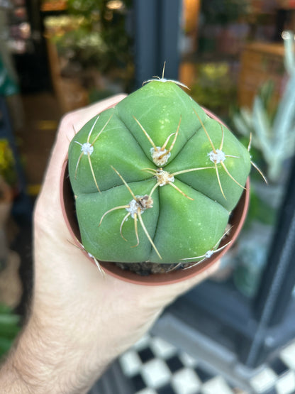 Gymnocalycium horstii cactus in 8.5cm pot outside Urban Tropicana plant shop in Chiswick, London