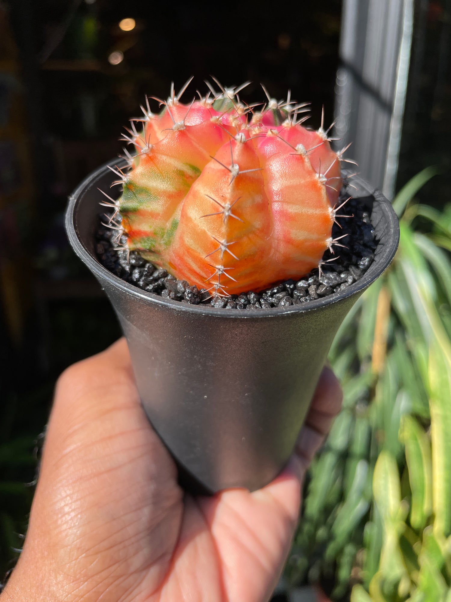 A Gymnocalycium Variegated plant also known as a Moon cactus in front of Urban Tropicana&