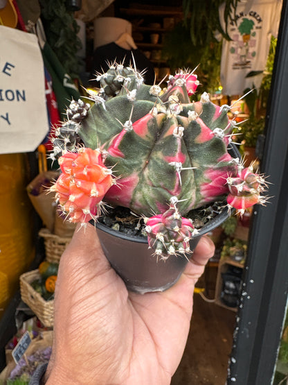 Gymnocalycium Variegated cactus in 7.5cm pot outside Urban Tropicana plant shop in Chiswick, London