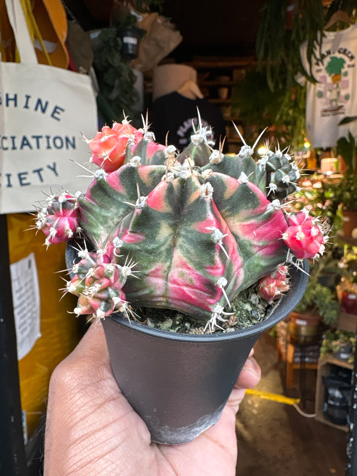 Gymnocalycium Variegated cactus in 7.5cm pot outside Urban Tropicana plant shop in Chiswick, London