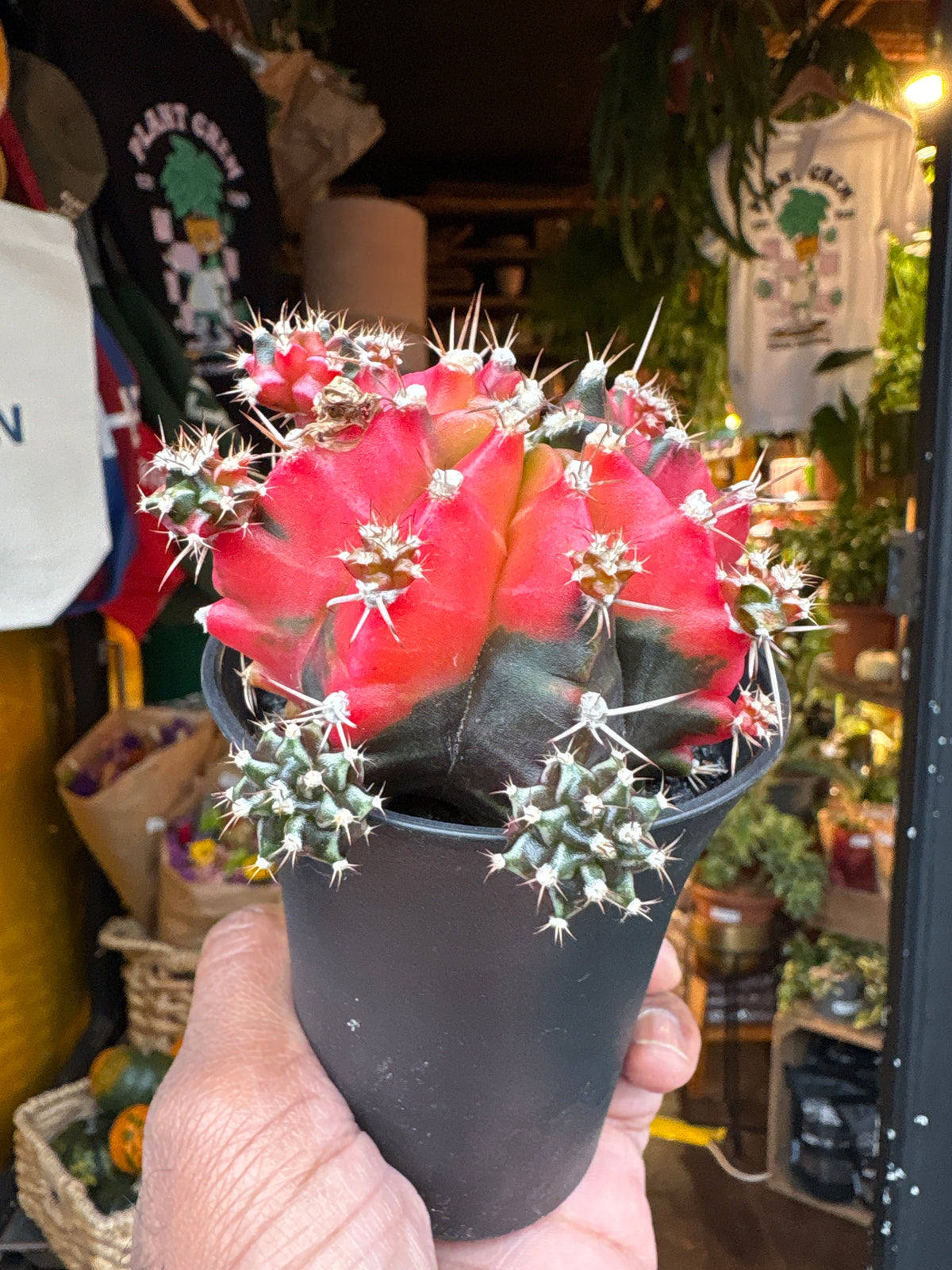 Gymnocalycium Variegated cactus in 7.5cm pot outside Urban Tropicana plant shop in Chiswick, London