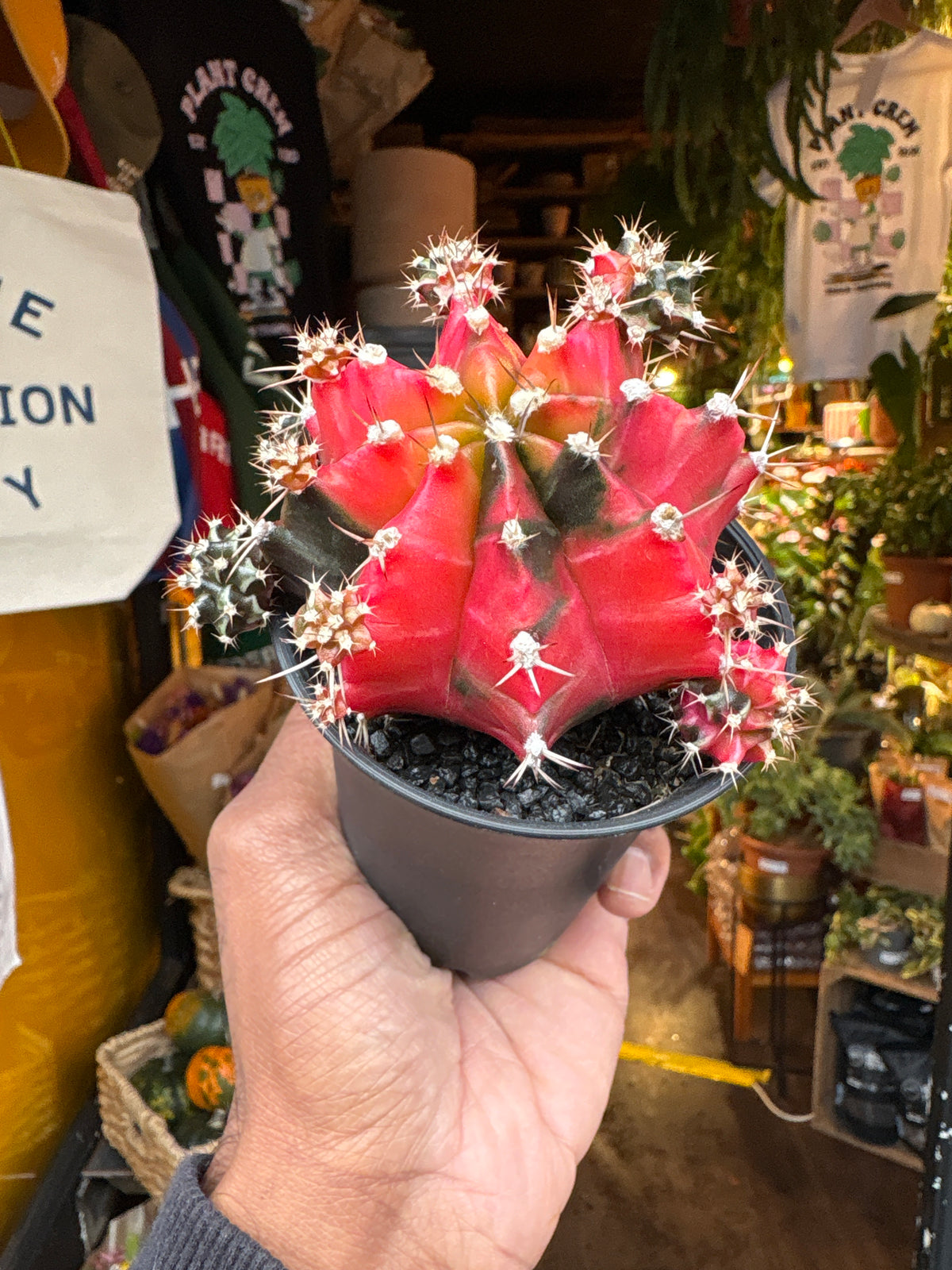 Gymnocalycium Variegated cactus in 7.5cm pot outside Urban Tropicana plant shop in Chiswick, London