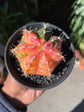 A Gymnocalycium Variegated plant also known as a Moon cactus in front of Urban Tropicana&