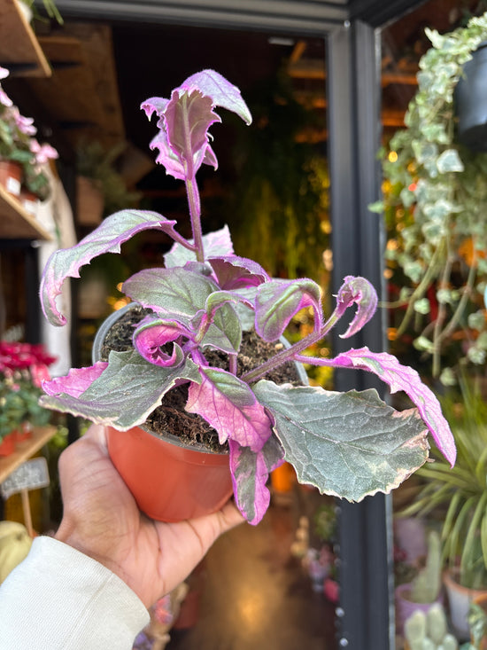 A Gynura Variegated plant in front of Urban Tropicana’s Plant Shop in Chiswick London