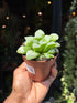 Haworthia Retusa in front of Urban Tropicana’s Plant Shop in Chiswick London