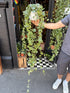 Hedera Helix (ivy) ‘Goldchild’ in front of Urban Tropicana’s Plant Shop in Chiswick London