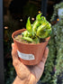 A Hoya Compacta Mauna loa plant in front of Urban Tropicana&