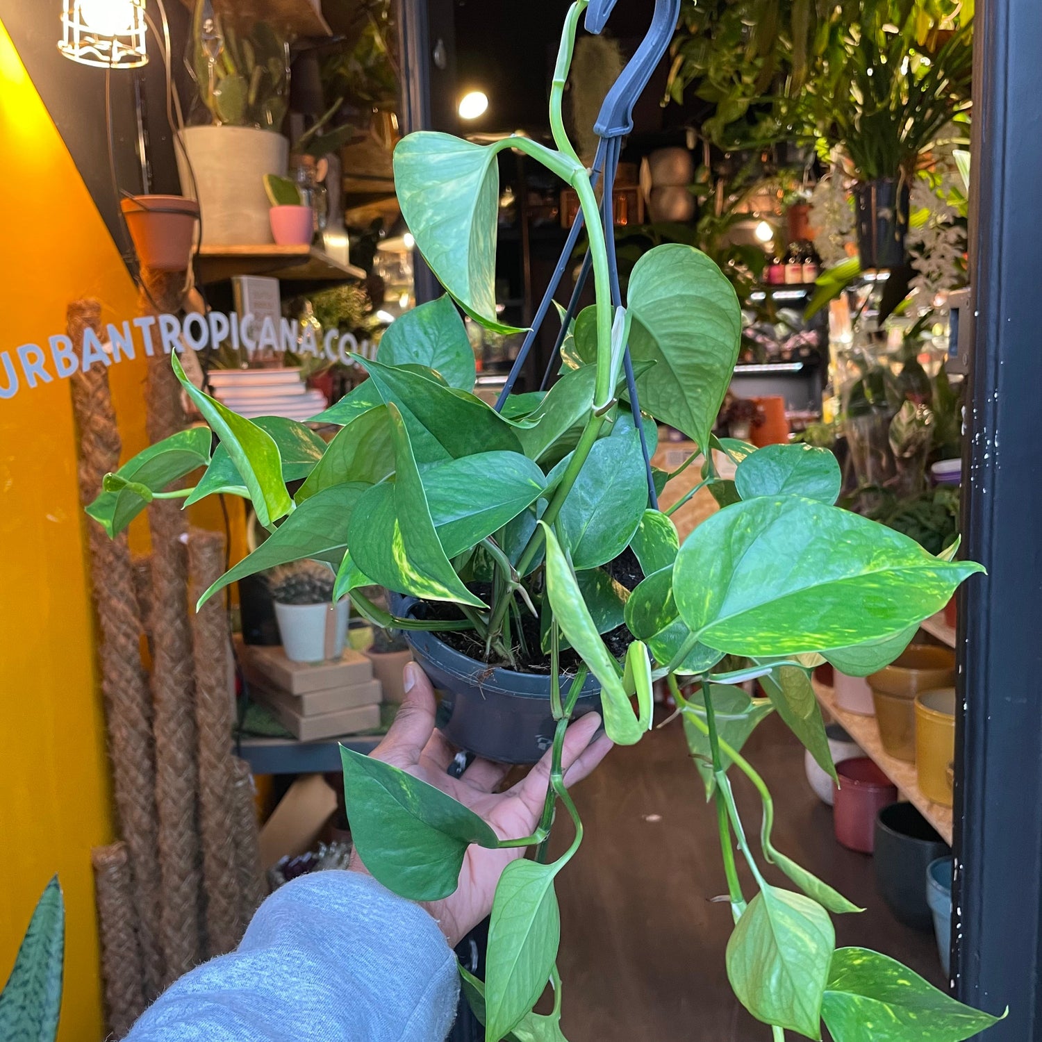 An Epipremnum Aureum plant, also know as a Devils Ivy, in front of Urban Tropicana&