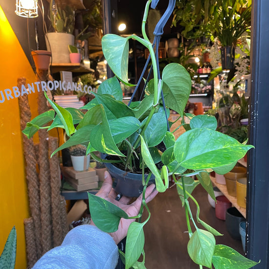An Epipremnum Aureum plant, also know as a Devils Ivy, in front of Urban Tropicana&