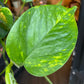 An Epipremnum Aureum plant, also know as a Devils Ivy, in front of Urban Tropicana&