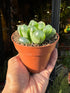 A Haworthia Cooperii varigated plant in front of Urban Tropicana&