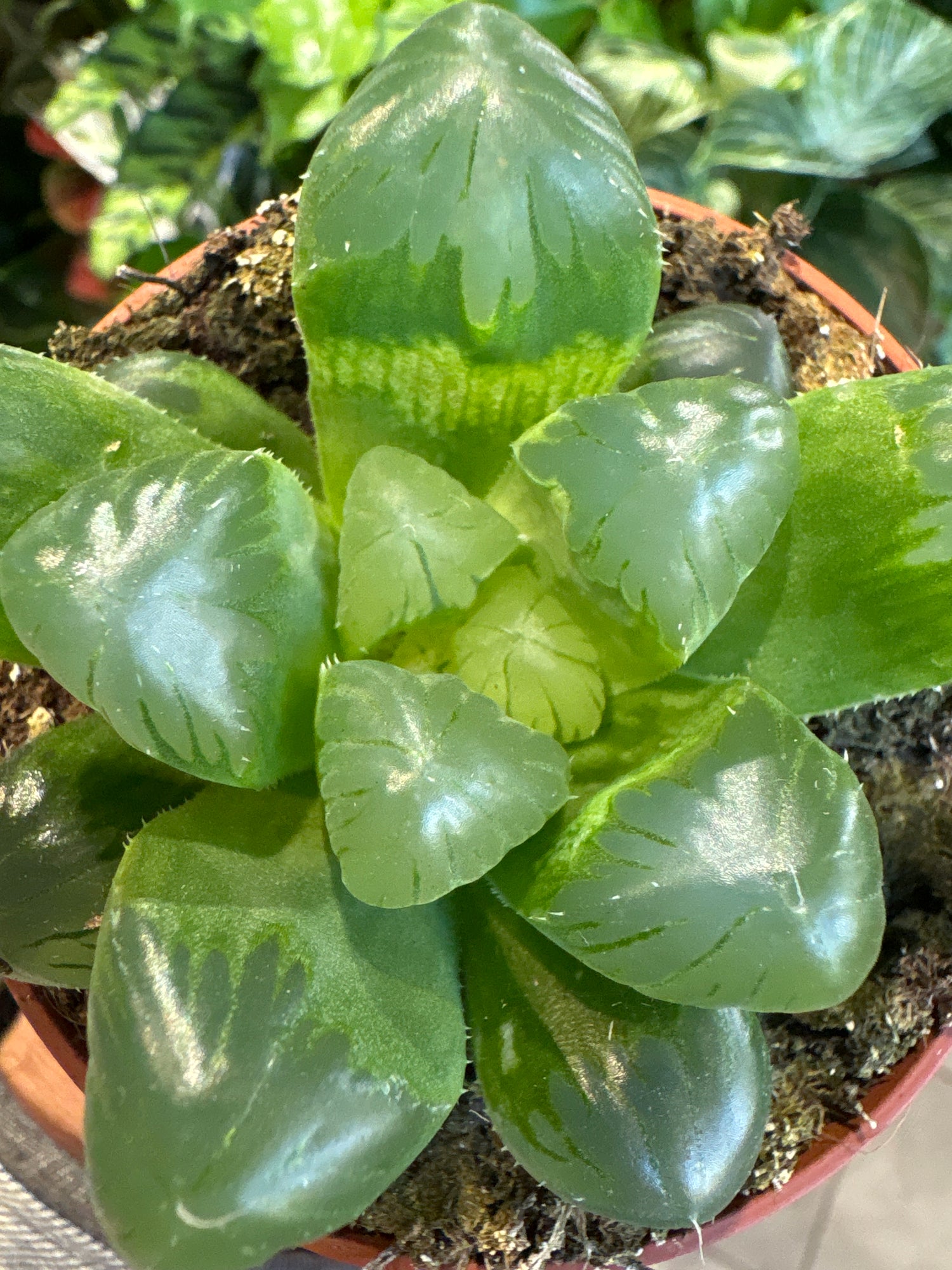 A Haworthia Cooperii varigated plant in front of Urban Tropicana&