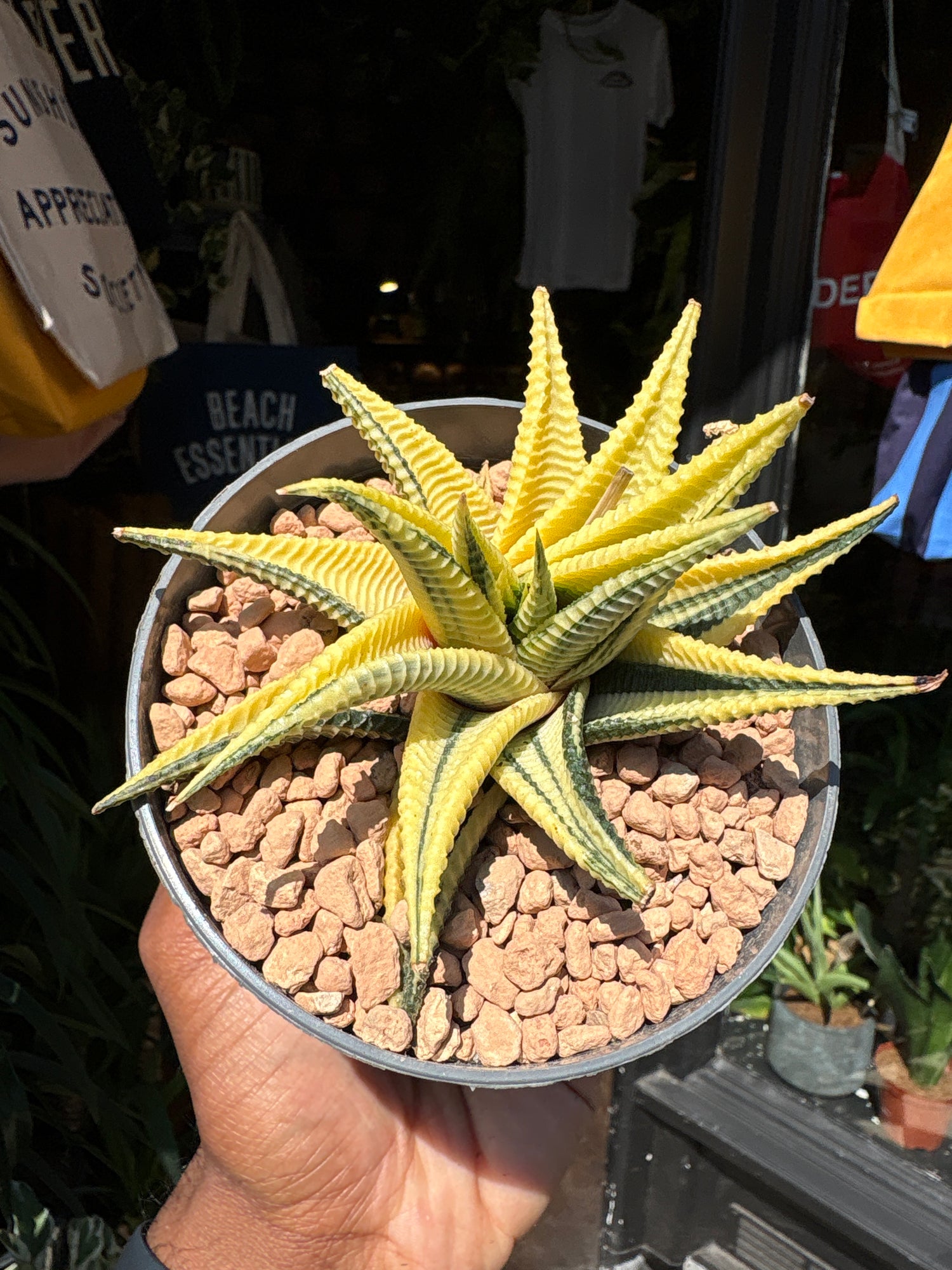 A Haworthia Limifoli Variegata plant in front of Urban Tropicana’s plant shop in Chiswick, London