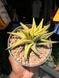 A Haworthia Limifoli Variegata plant in front of Urban Tropicana’s plant shop in Chiswick, London