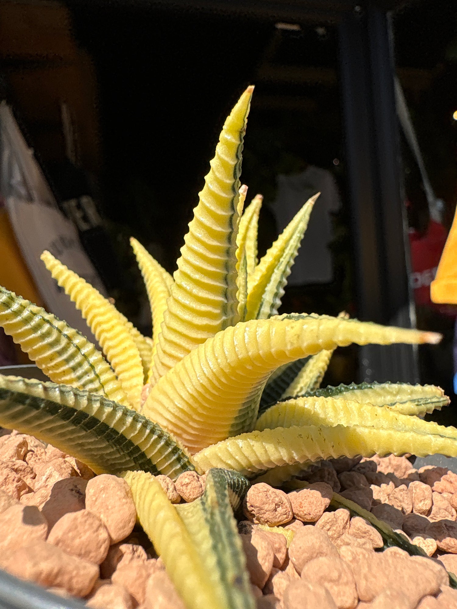 A Haworthia Limifoli Variegata plant in front of Urban Tropicana’s plant shop in Chiswick, London
