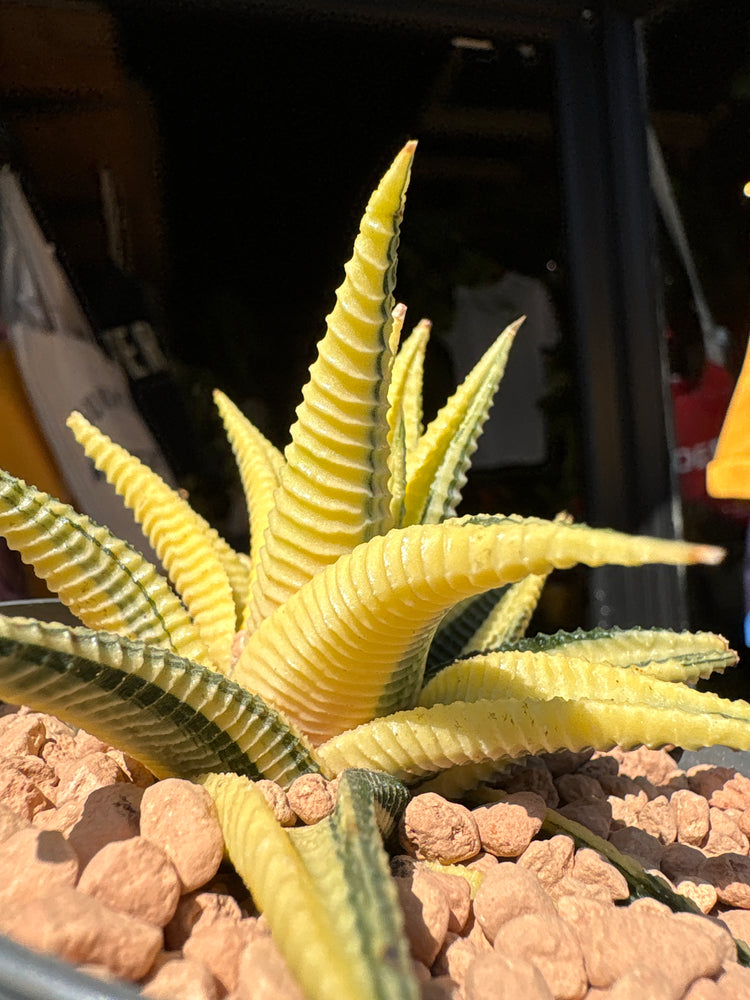 A Haworthia Limifoli Variegata plant in front of Urban Tropicana’s plant shop in Chiswick, London
