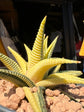 A Haworthia Limifoli Variegata plant in front of Urban Tropicana’s plant shop in Chiswick, London