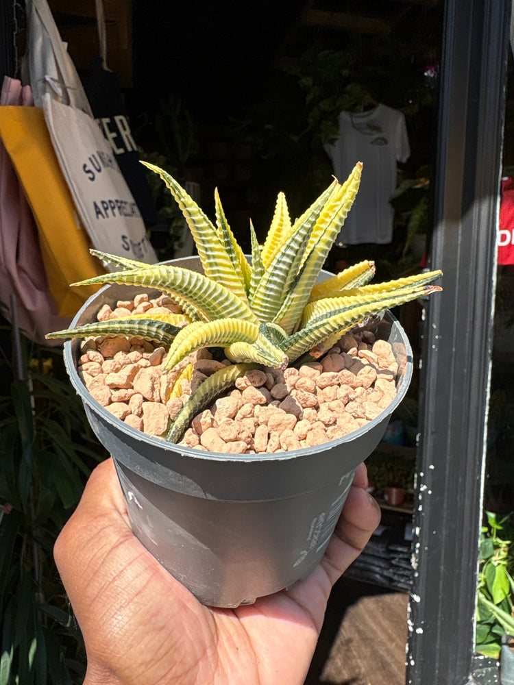 A Haworthia Limifoli Variegata plant in front of Urban Tropicana’s plant shop in Chiswick, London